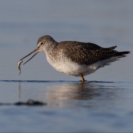 Större gulbena Foto: Kerstin Martinsson